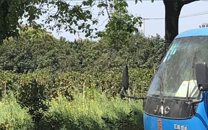 闲来无事用X和金立S10各拍一张做一下比对