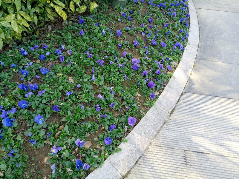 【抢饭碗第3季】震惊！“金玉其外，______！” 十天体验揭开魅蓝5s真相！