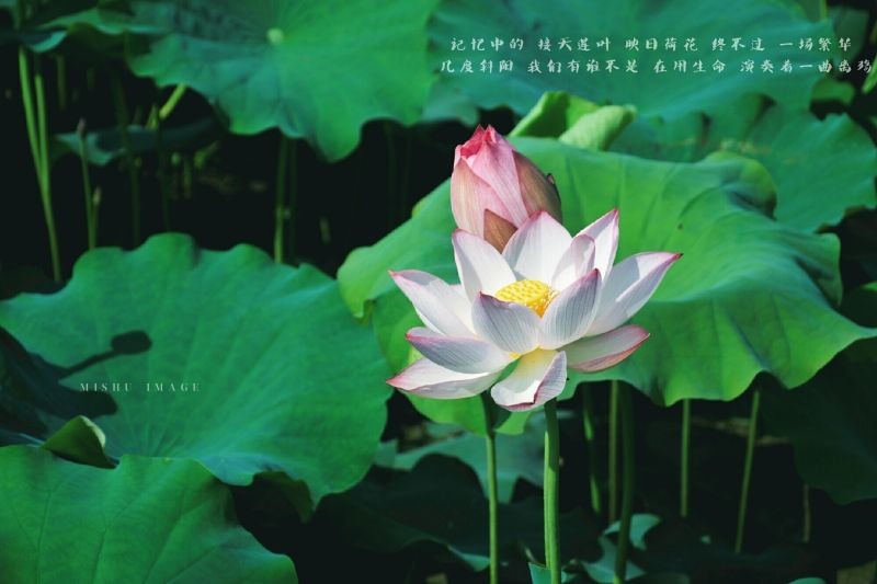 #踏青去# #反正拍一夏##周末fun肆拍#七月荷花季