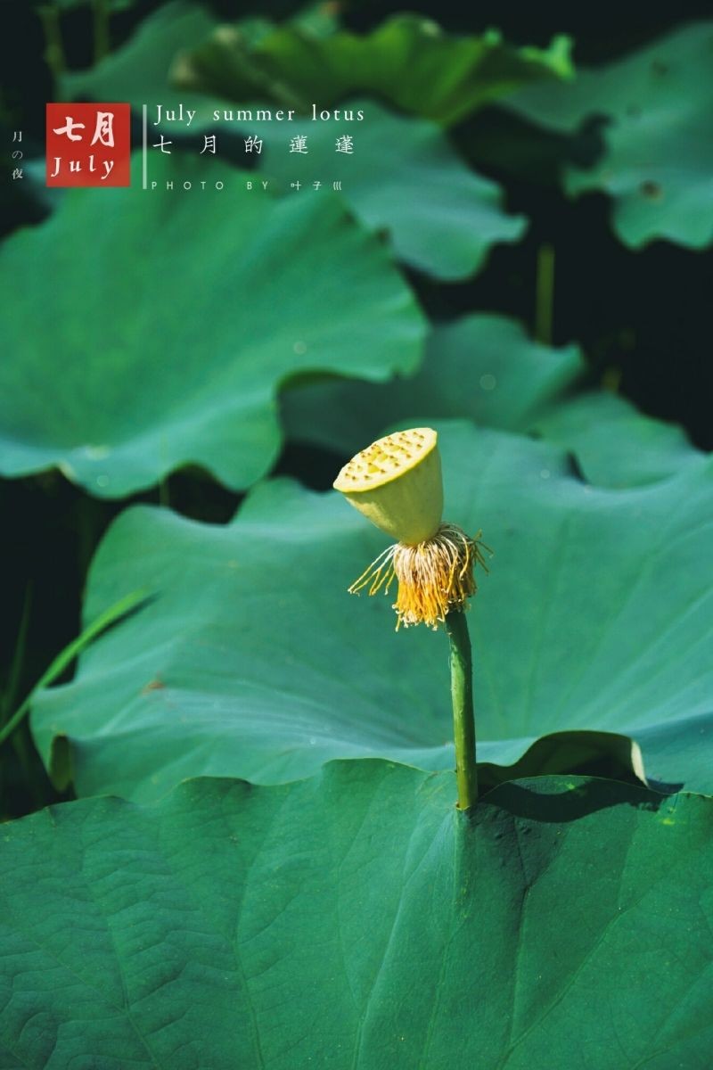 #踏青去# #反正拍一夏##周末fun肆拍#七月荷花季