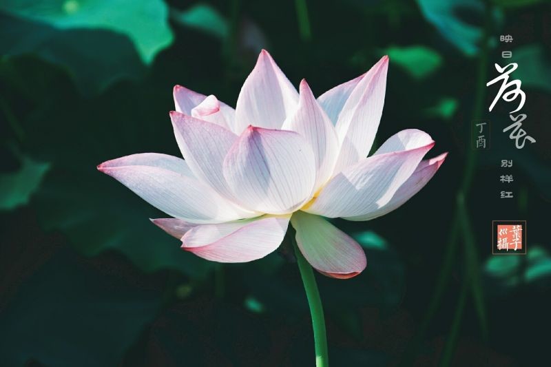 #踏青去# #反正拍一夏##周末fun肆拍#七月荷花季