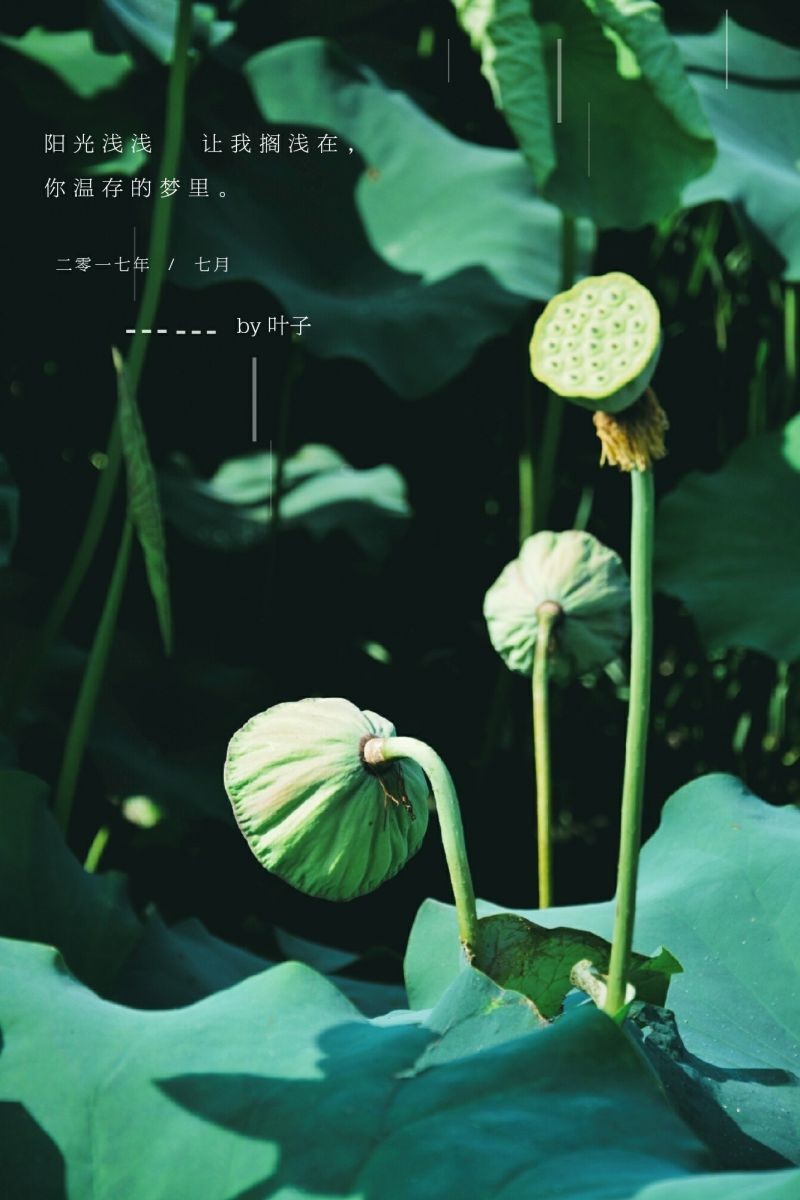 #踏青去# #反正拍一夏##周末fun肆拍#七月荷花季