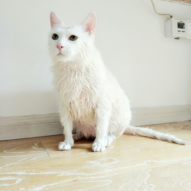 #萌宠日记##R9家族# 我家大眼皮今天让我给洗了，很郁闷???