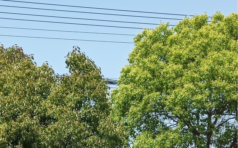 闲来无事用X和金立S10各拍一张做一下比对