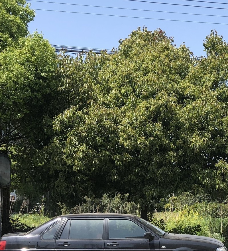 闲来无事用X和金立S10各拍一张做一下比对