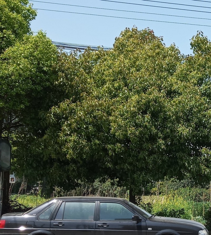 闲来无事用X和金立S10各拍一张做一下比对