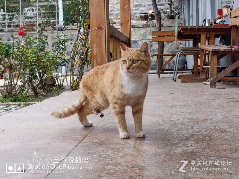 【小三爷出品】西装暴徒、性能怪兽-一加6T全面评测（含对比）