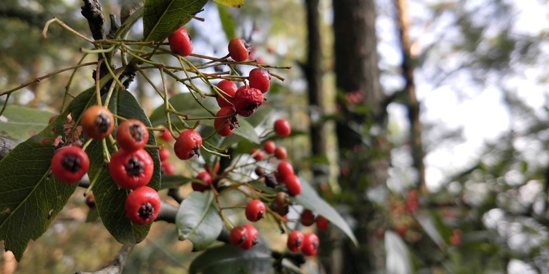 vivo X20 Plus各场景拍照样片