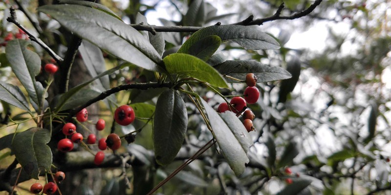 vivo X20 Plus各场景拍照样片