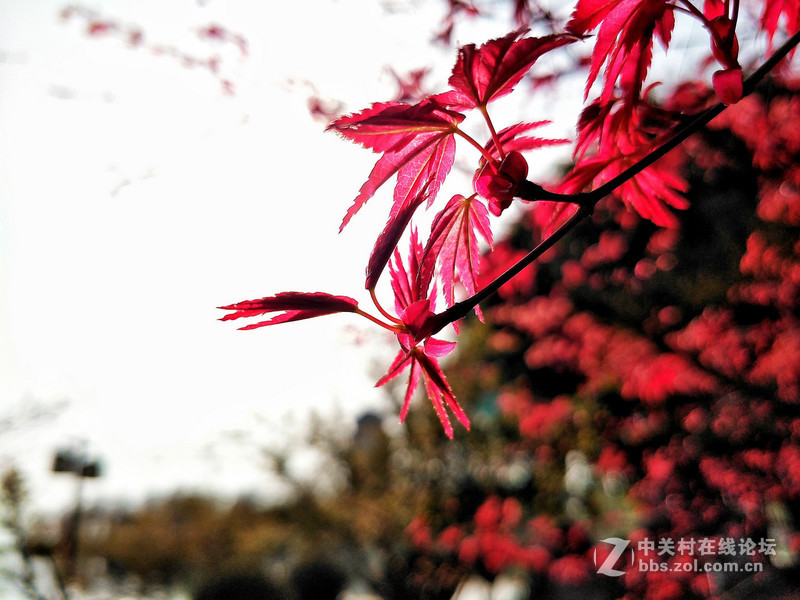 #为4月命名# 春之花
