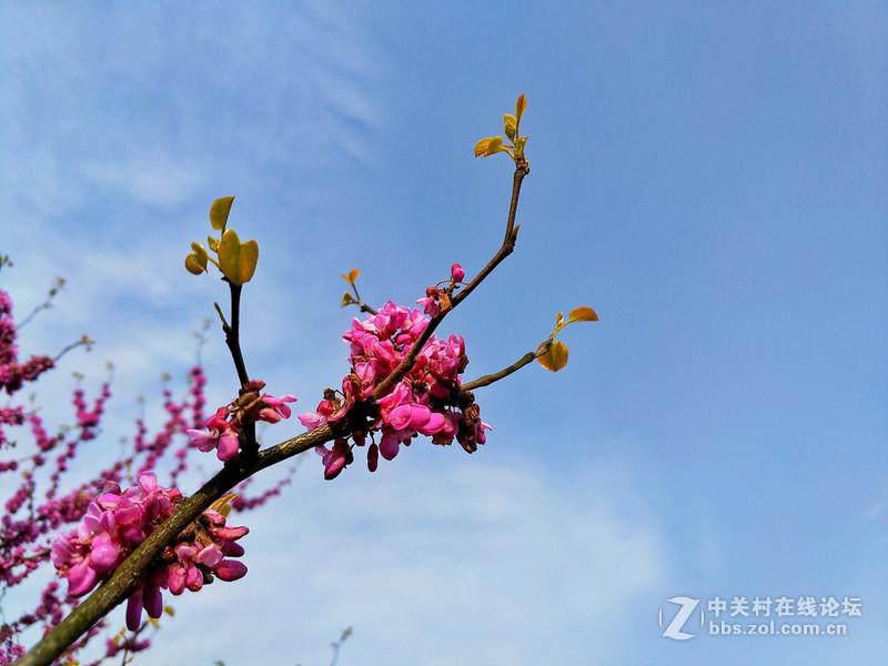 #为4月命名# 春之花
