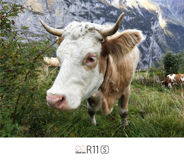 下午见分晓！全新拍照手机OPPO R11s曝光汇总