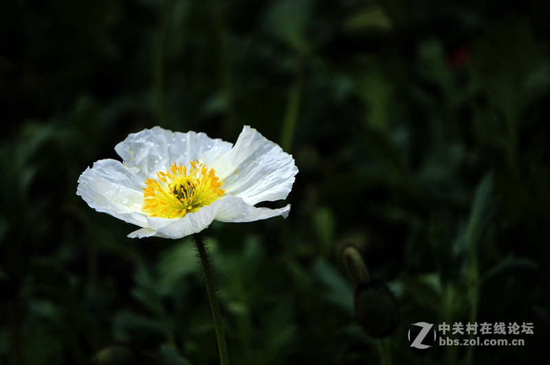 美人流泪为哪斑？