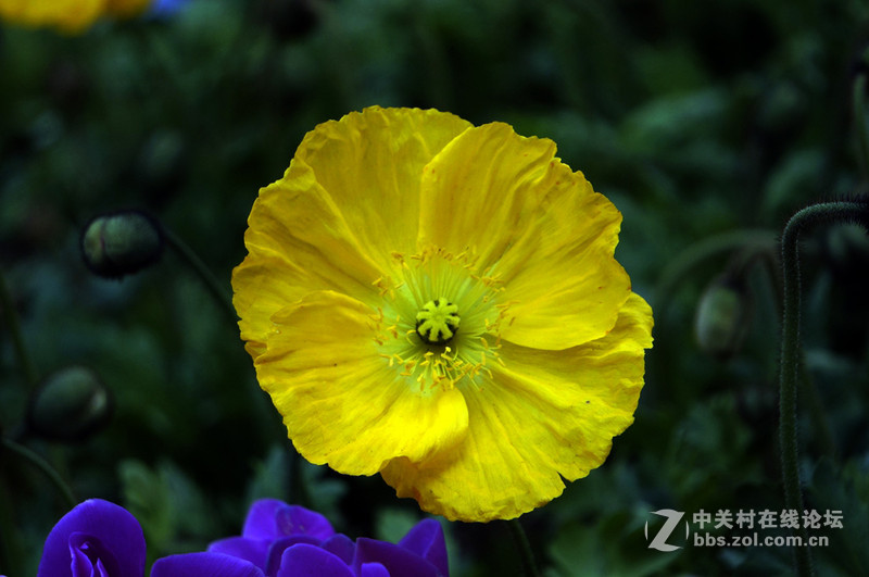 美人流泪为哪斑？