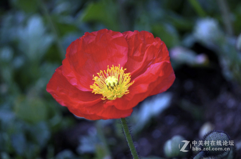 美人流泪为哪斑？