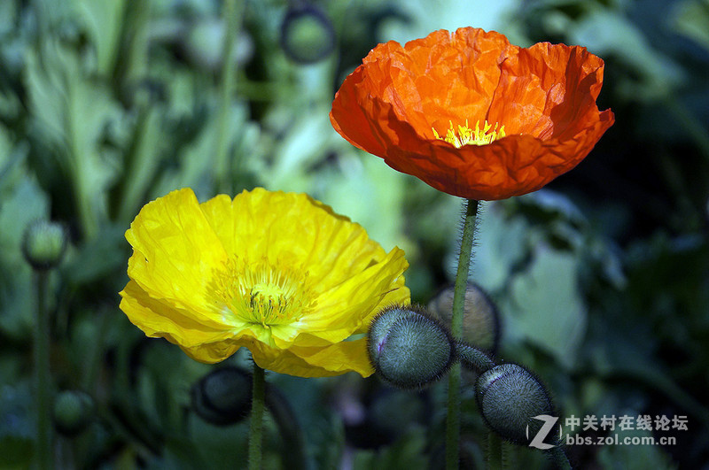 美人流泪为哪斑？