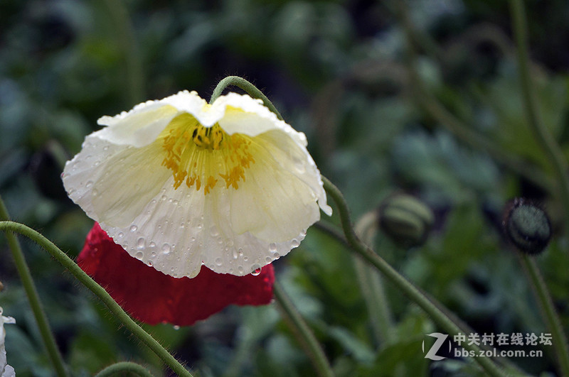 美人流泪为哪斑？