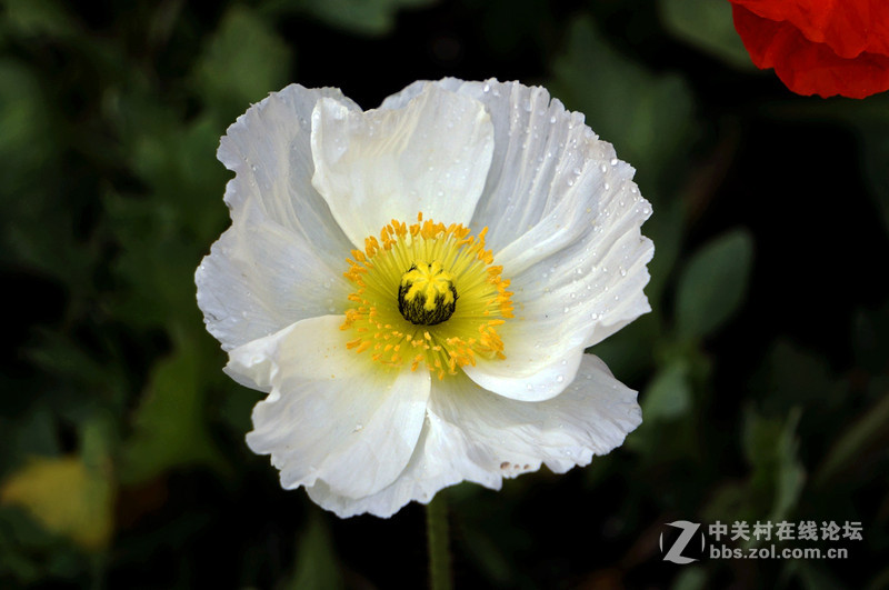 美人流泪为哪斑？