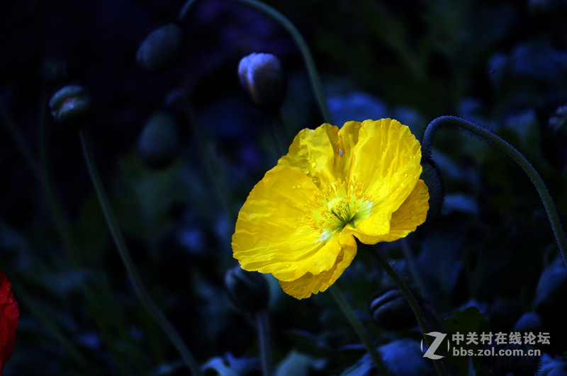 美人流泪为哪斑？