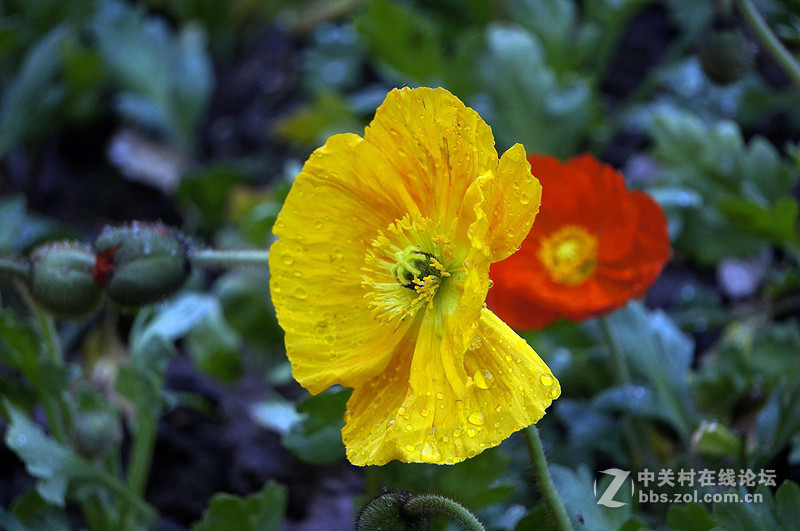 美人流泪为哪斑？
