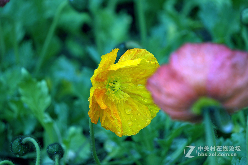 美人流泪为哪斑？