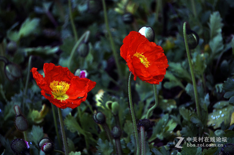 美人流泪为哪斑？