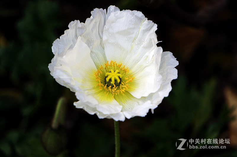 美人流泪为哪斑？