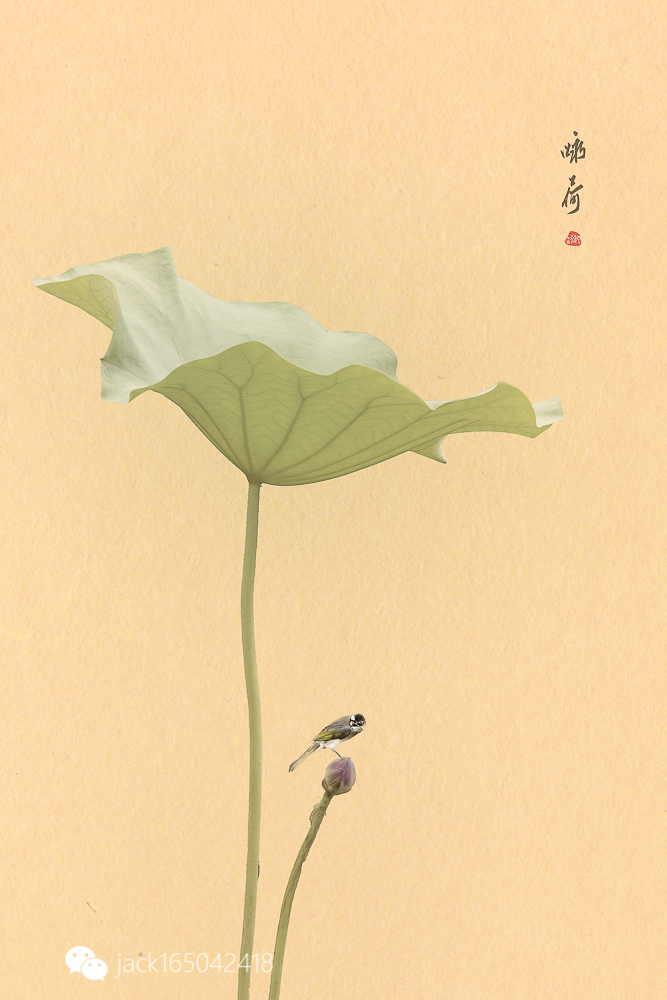 古风荷花