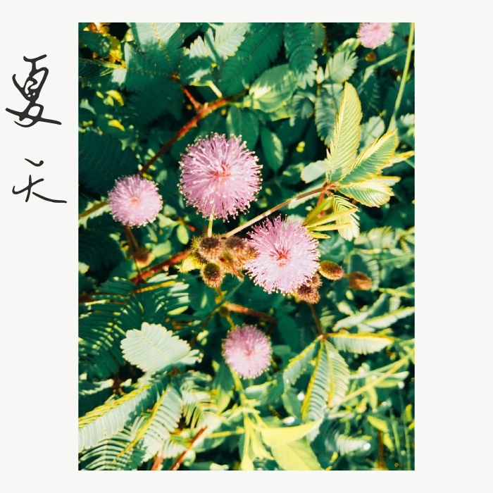 【夏天】时夏如画