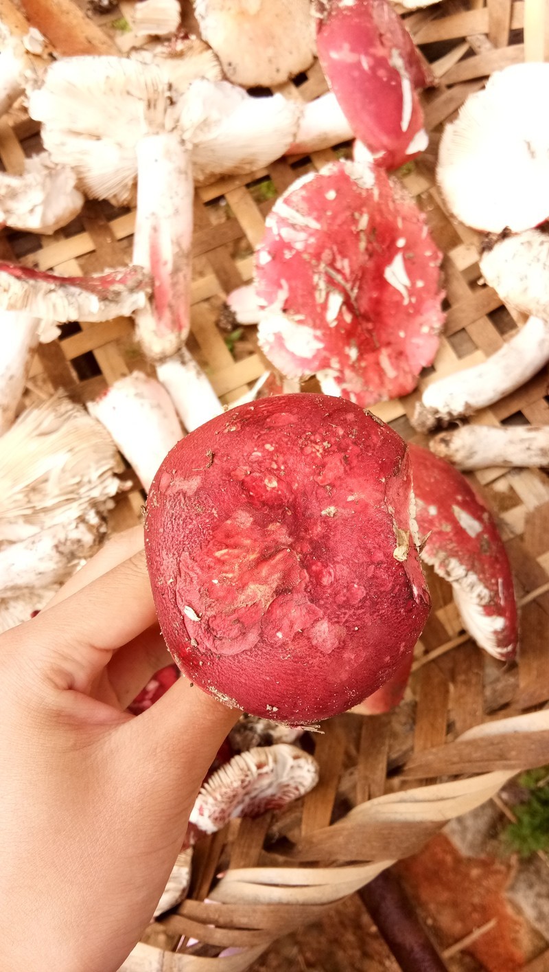 红菇红菇