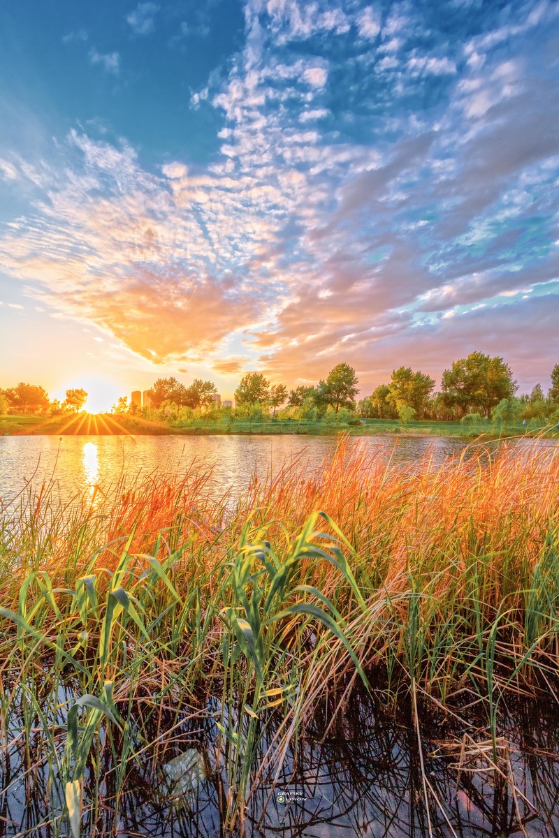 落日下的草坪和池塘
