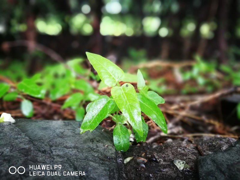 手机的拍照能满足多少要求