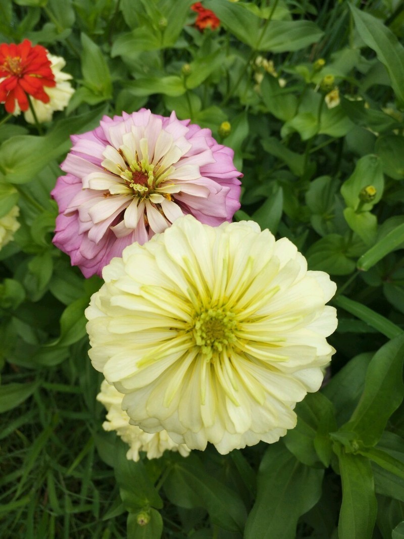 白日菊