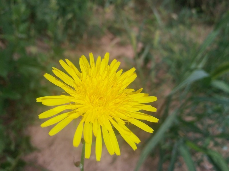 田間的一朵小花