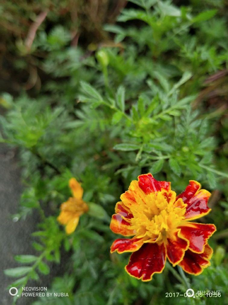 外婆家～蒙蒙细雨随手拍。