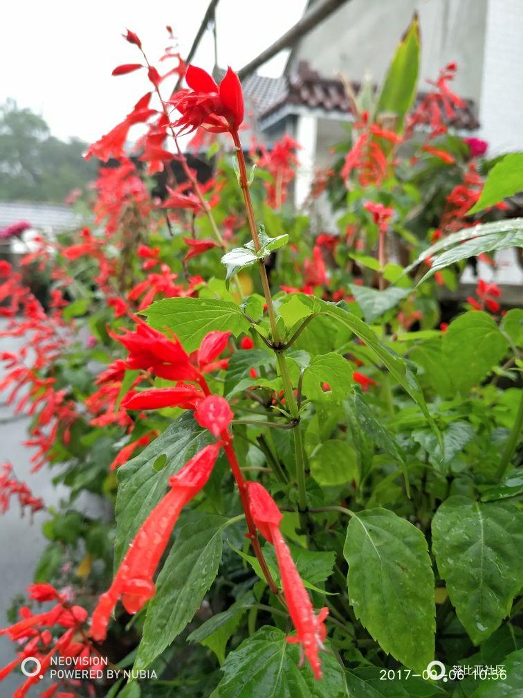 外婆家～蒙蒙细雨随手拍。