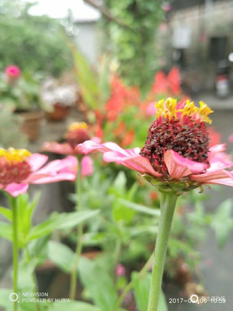 外婆家～蒙蒙细雨随手拍。