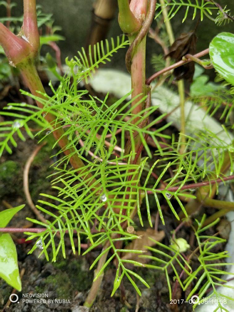 外婆家～蒙蒙细雨随手拍。