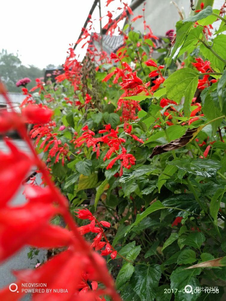 外婆家～蒙蒙细雨随手拍。