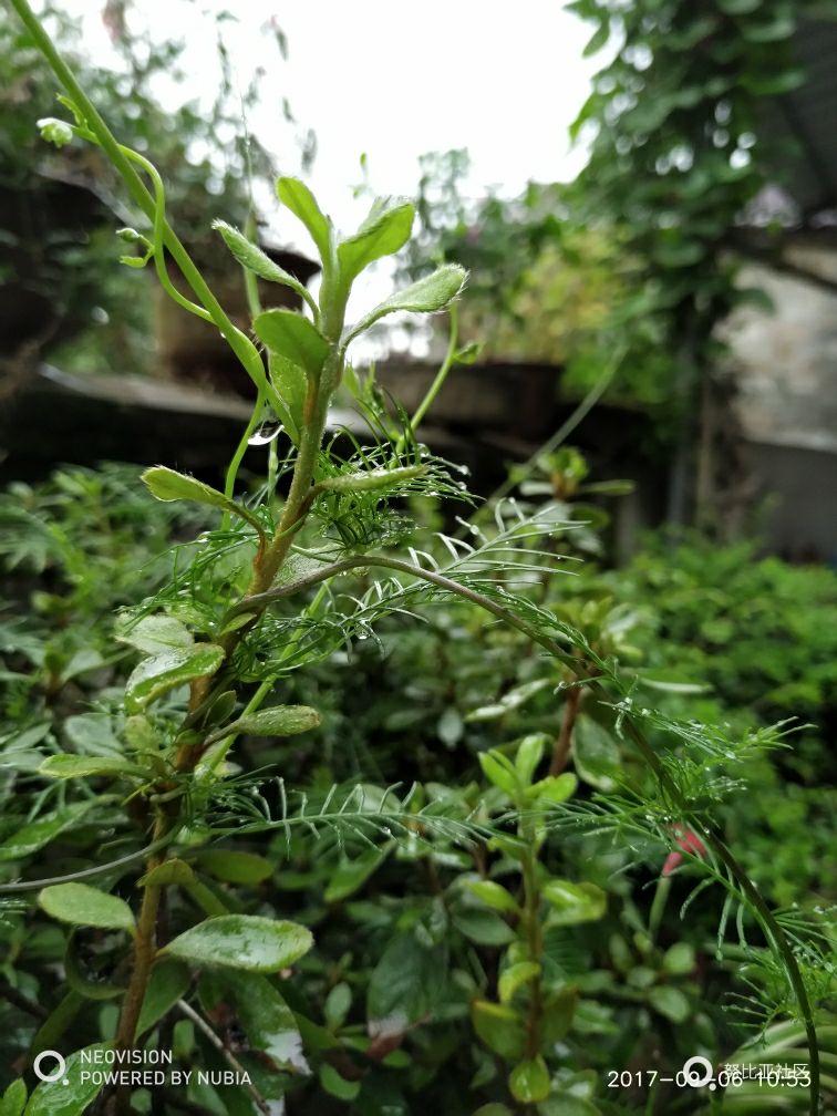 外婆家～蒙蒙细雨随手拍。
