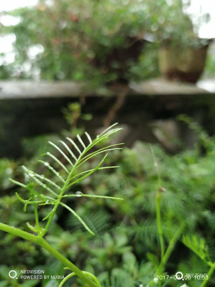 外婆家～蒙蒙细雨随手拍。