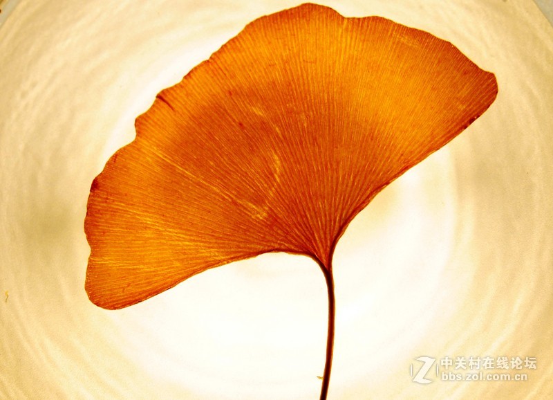 叶萎微摇落悲秋，，，悲痛欲绝