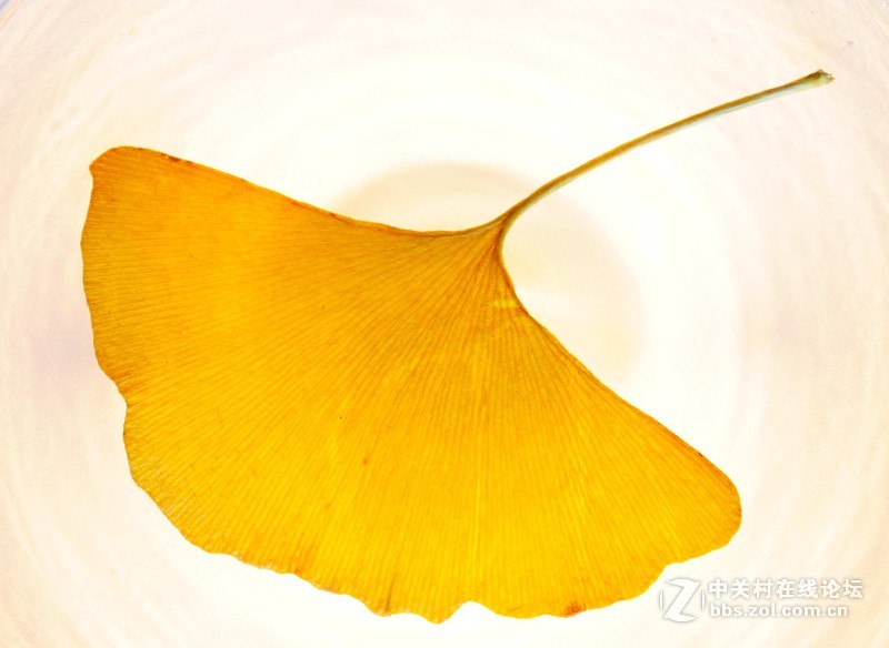 叶萎微摇落悲秋，，，悲痛欲绝