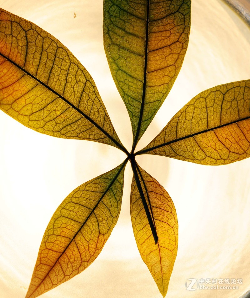 叶萎微摇落悲秋，，，悲痛欲绝