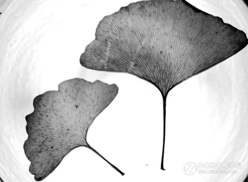 叶萎微摇落悲秋，，，悲痛欲绝