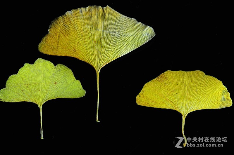 叶萎微摇落悲秋，，，悲痛欲绝