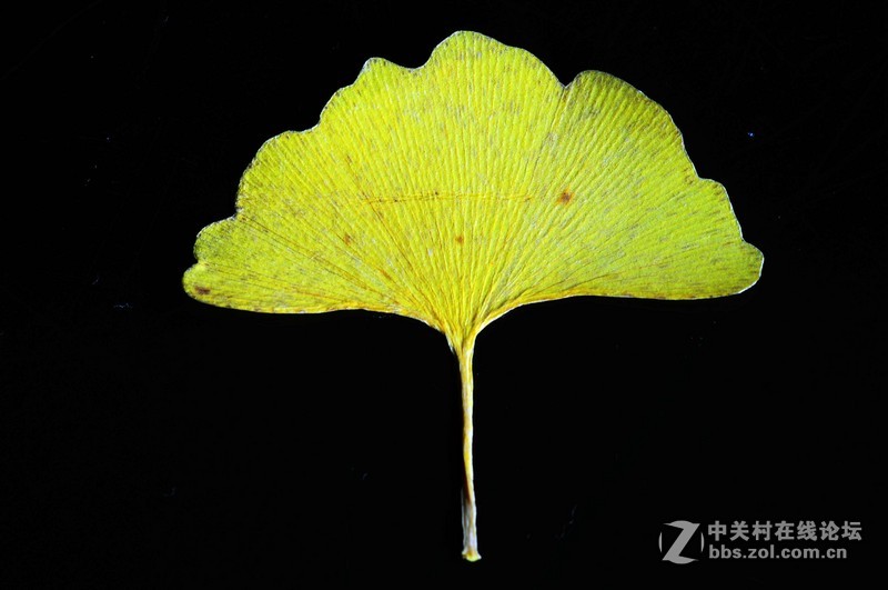 叶萎微摇落悲秋，，，悲痛欲绝