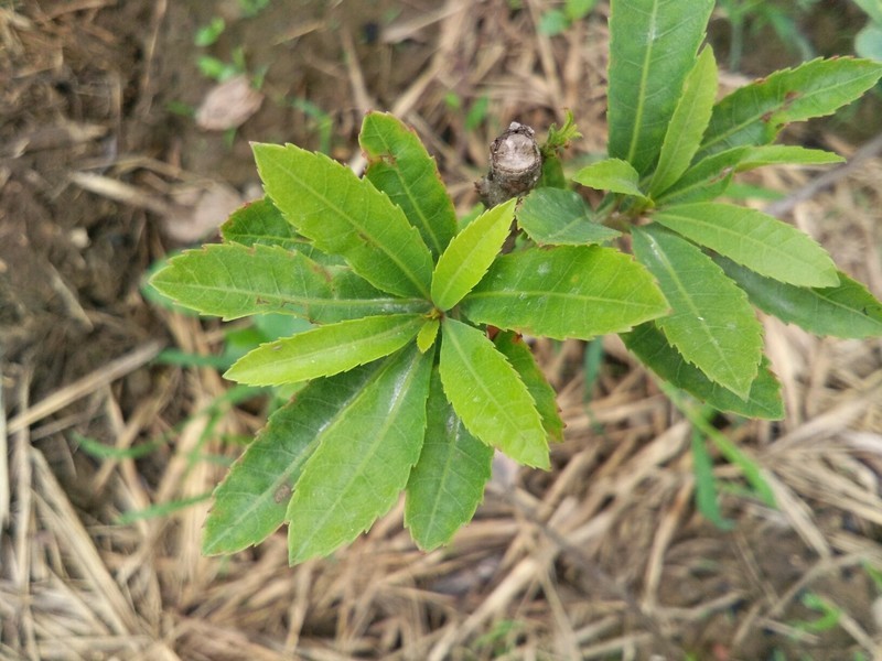 这是公，还是母的杨梅树