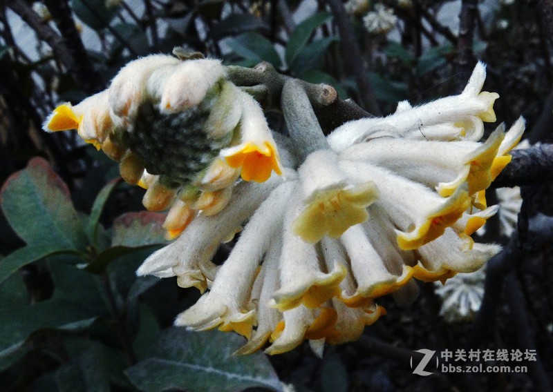 結香花