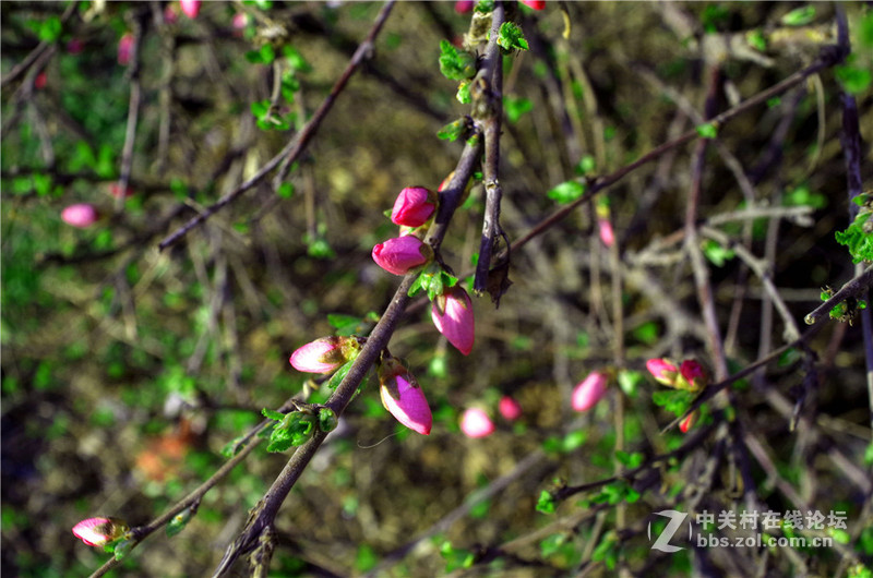海鸥24 2.8老头随手拍 有德味吗?
